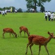 奈良公園をきれいにしよう090801「飛火野にて、絵になりますねー☆」