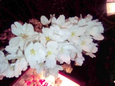 郡山城の夜桜