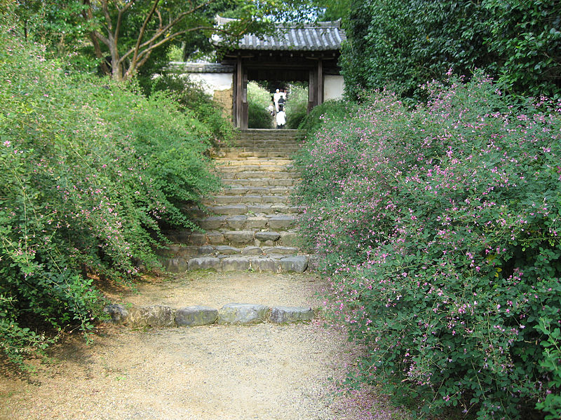 800px-Lespedeza_Byakugoji_Nara01